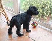 Cachorro macho de schnauzer mediano negro con 64 das de edad.  28-01-2010