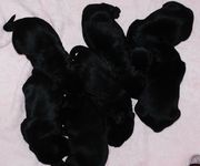 Cachorros de schnauzer mediano negro con 7 das de edad. 02-12-2009