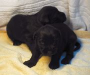 Dos cachorros de schnauzer mediano negro con 19 das de edad.  14-12-2009