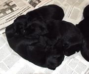 3 cachorros de schnauzer mediano negro con 20 das de edad.  15-12-2009
