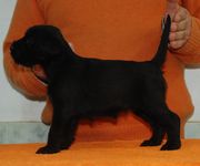 Cachorro de schnauzer mediano negro posado con 30 das de edad.  25-12-2009