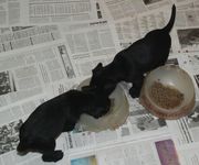 Cachorros de schnauzer mediano negro comiendo con 33 das de edad.  28-12-2009