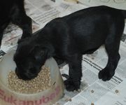 Cachorro de schnauzer mediano negro comiendo.  28-12-2009