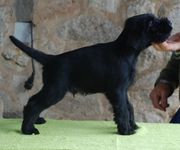 Cachorro schnauzer mediano negro macho con 51 das.  15-01-2010