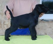 Cachorro macho de schnauzer mediano negro con 62 das de edad.  26-01-2010