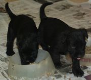 Cachorros de schnauzer mediano negro terminando de comer.  28-12-2009