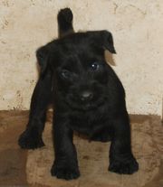 Uno de los cachorros de schnauzer mediano negro atento a todo.  28-12-2009