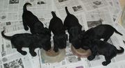 Visin general de 6 de los cachorros de schnauzer mediano negro comiendo  28-12-2009