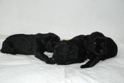 Cachorros con pocos das de edad. Foto 2. Schnauzer mediano negro.