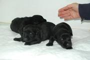 Cachorros con pocos das de edad. Foto 4. Schnauzer mediano negro.