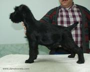 Millet Da Volvoreta con 77 das de edad. Cachorro de schnauzer mediano negro. 06-01-2011