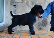 Owen Da Volvoreta: cachorro de mediano negro con 54 das de edad.  11-11-2011