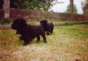 Cachorros de Schnauzers Medianos Negro. Foto 001.