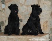 Dos hermanas de schnauzer mediano negro de diferente camada: a la izquierda en la foto Jira Da Volvoreta; a la derecha Kettle Da Volvoreta.  31-08-2010