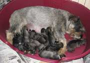 Mara y sus 10 cachorros con 5 das de edad. Schnauzer mediano sal y pimienta. 18-07-2004