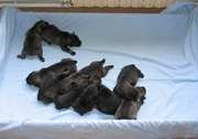 Los 10 cachorros durmiendo con 8 das de edad. Schnauzer mediano sal y pimienta. 22-07-2004