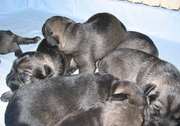 Foto de los cachorros de schnauzer mediano sal y pimienta con 12 das de edad. 26-07-2004