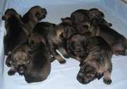 Foto de los cachorros con 12 das de edad empezando a abrir los ojos. Schnauzer mediano sal y pimienta. 26-07-2004