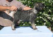 Foto de uno de los cachorros con 64 das de edad. Schnauzer mediano sal y pimienta. 16-09-2004