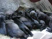 Los 10 cachorros de schnauzer mediano sal y pimienta con un da de edad. 15-07-2004
