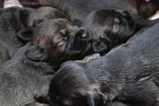 Durmiendo con 10 das. Cachorros de schnauzer mediano sal y pimienta. 27-06-2011