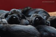 Todos a dormir. Cachorros de schnauzer mediano sal y pimienta con 16 das de edad. 03-07-2011