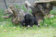 Mirada lejana con el viejo tronco de fondo. Cachorro de mediano con 30 das de edad. 17-07-2011