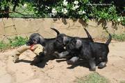 Cachorros jugando con el mueco. 44 das de edad. 31-07-2011