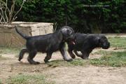 En movimiento. Cachorros con 47 das de edad.  03-08-2011