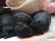Durmiendo. Los cachorros de schnauzer mediano con 4 das de edad. 21-06-2011