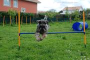 Nelly Da Volvoreta con 10 meses de edad haciendo jumping. 29-04-2012