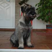 'Jack', sentado en la entrada de casa con 4 meses y medio. Cachorro de schnauzer mediano sal y pimienta. 29-05-2010
