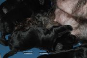 Cachorros de schnauzer miniatura negro con 4 das de edad.  28-11-2009
