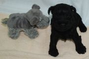 Cachorro schnauzer mini negro de 27 das de edad sentado.  21-12-2009