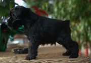 Cachorro macho de schnauzer miniatura negro.  03-01-2010