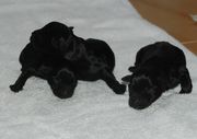Foto de tres de los cachorros de schnauzer miniatura negro con un da de edad. 25-11-2009