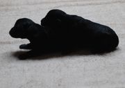 Foto de dos de los cachorros de schnauzer miniatura negro con dos das de edad. 26-11-2009