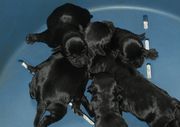 Los cachorros de schnauzer miniatura negro agrupndose con 2 das de edad. 26-11-2009