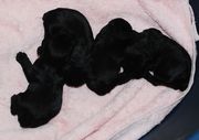 Cachorros de schnauzer miniatura negro con 8 das de edad.  02-12-2009