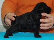 Cachorro schnauzer miniatura negro posado con 31 das de edad.  25-12-2009