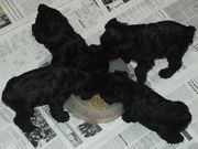 Cachorros de schnauzer mini negro con 34 das.  28-12-2009