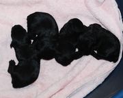 Schnauzers Miniaturas negros con 8 das de edad.  02-12-2009