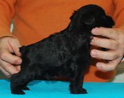 Macho schnauzer miniatura negro posado con 31 das de edad.  25-12-2009