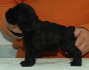 Cachorro macho de schnauzer mini negro con 31 das de edad. 25-12-2009