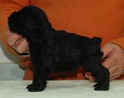 Cachorro macho de schnauzer mini negro posado con 31 das de edad. 25-12-2009