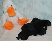 Cachorros de schnauzer mini negro con 12 das de edad.  06-12-2009