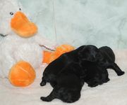 Cachorros de schnauzer miniatura negro con 12 das de edad.  06-12-2009