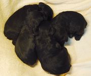 Los cachorros de schnauzer miniatura negro con 21 das de edad.  14-12-2009