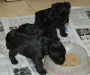 Cachorros de schnauzer mini negro comiendo con 34 das de edad.  28-12-2009