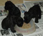 Cachorros de schnauzer miniatura negro comiendo con 34 das de edad.  28-12-2009